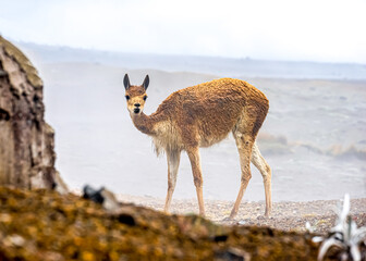 Ecuador, A vicuña is grazing in the National Park of Chimborazo on a foggy day.