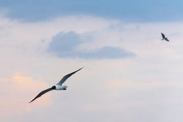 Fototapeta na wymiar Seagull in flight durning sunrise or sunset.