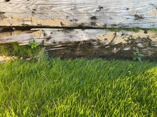 lush green grass border edge of old barn wall as background backdrop very weathered structure for architecture scenery