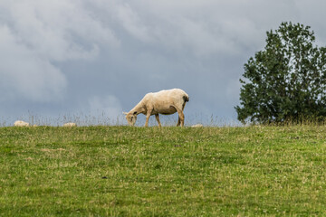 Obraz premium Sheep shorn eating grass on brow of a hill on a bright sunny day, side view and head down.