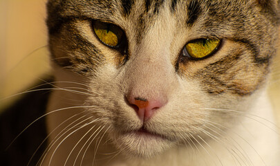 primer plano del rostro de un gato 