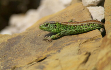 Naklejka na ściany i meble Male Sand lizard - Lacerta agilis is sunbathing and heating on the rock during sunny day