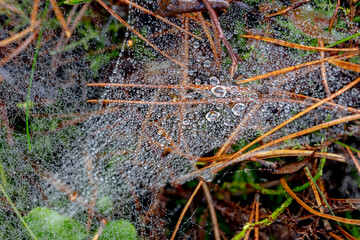Dew drops suspended on a delicate spider web. Morning dew on a spider's web.