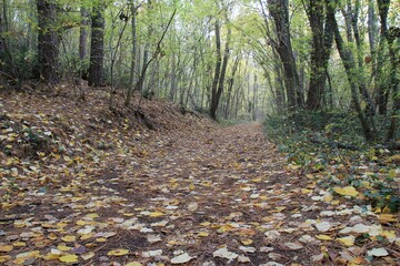 Fallen leaves on a path in the woods in autumn
