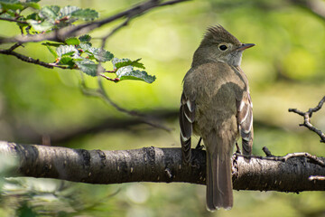 ave posando sobre rama. El fiofío crestiblanco (Elaenia albiceps), también conocido como fio-fío silbón, fio-fío, chiflador, huiro, huío y silbador