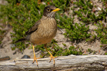 ave posando sobre un palo en el suelo. El zorzal patagónico, zorzal (Turdus falcklandii) o huilque
