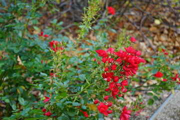 Obraz premium blühende Rosen im November 2020