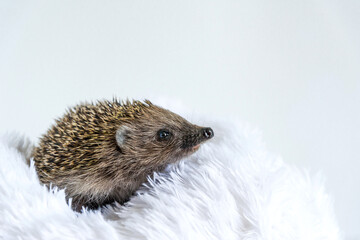 Obraz premium Beautiful wild hedgehog on a white background. Prickly animal posing on a fur blanket on the bed. Protection and domestication of forest animals. Space for text. Copy space