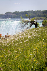 flowers in the field near Niagara Falls