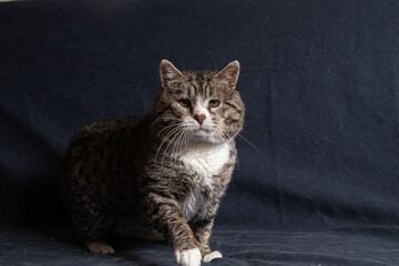 Old Cross breed cat sitting on blue sofa