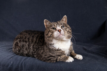 Old Cross breed cat lying on blue sofa