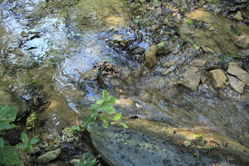 creek