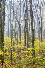 Fototapeta premium Romantic autumn fog in the rainy day in forest.