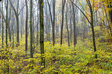 Romantic autumn fog in the rainy day in forest.