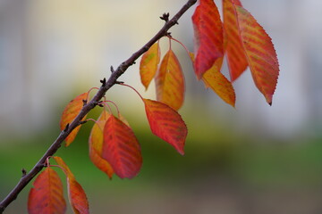 autumn leaves on the tree
