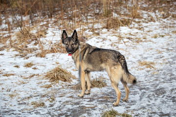 Mixed breed shepherd dog running in winter