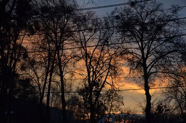 sunset in the forest