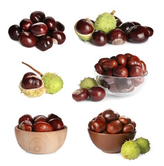 Set of brown horse chestnuts isolated on white