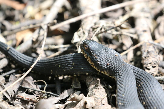 Brown Water Snake