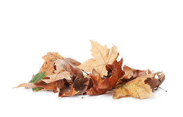 Heap of fallen leaves on white background. Autumn season