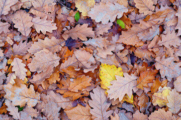 A carpet of autumn oak leaves. Autumn natural texture