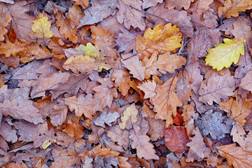A carpet of autumn oak leaves. Autumn natural texture