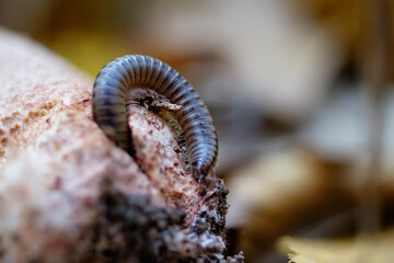 Julida crawls out of the mushroom leg. Centipede close-up, macro photo