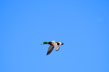 A picture of a mallard flying in the blue sky.  Burnaby BC Canada

