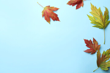 Colorful autumn leaves on light blue background, flat lay. Space for text
