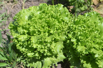Fresh lettuce in the ground