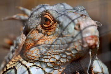 Portrait Of Seriously Looking Orange Iguana Sitting On The Wooden Background In Bali, Indonesia