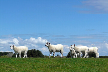 Sheep move on a dyke on the Island of Sylt