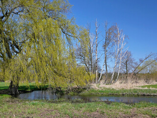 Dead trees and fresh green in a riparian forest © Konrad Weiss