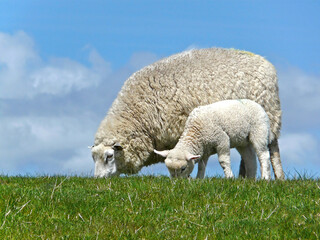 Ewe and lamb graze on a dyke