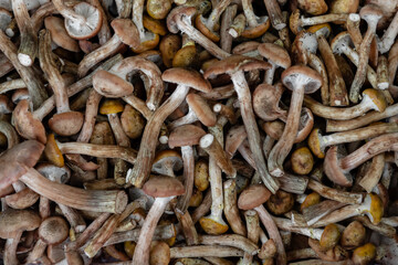 lots of brown edible northern honey mushrooms
