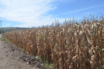 Sembrad&iacute;o de ma&iacute;z seco