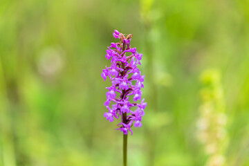 Sommer Orchidee auf einer fränkischen Wiese