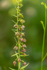 Sommer Orchidee auf einer fränkischen Wiese