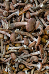 lots of brown edible northern honey mushrooms
