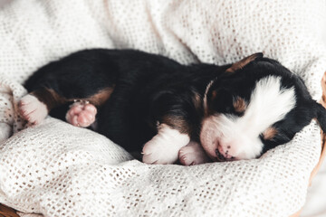 Little puppy of Bernese Mountain Dog in bed. Cute animals