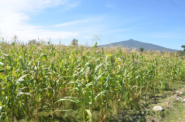Sembrad&iacute;o de ma&iacute;z verde