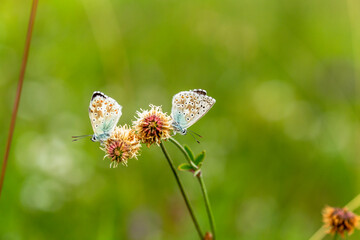 Schmetterling auf einer Sommerwiese