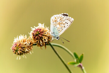 Schmetterling auf einer Sommerwiese