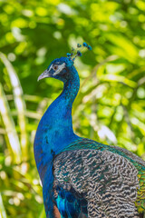 Obraz premium Indian peafowl ,peacock, ,Pavo cristatus,