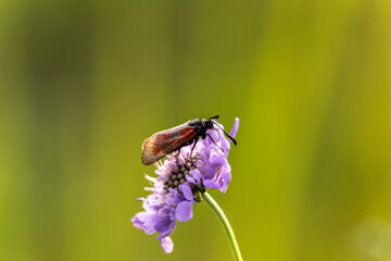 Schmetterling auf einer Sommerwiese