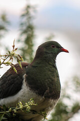 green pigeon 