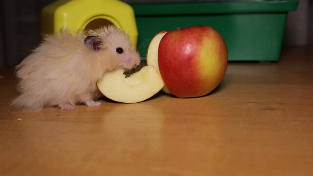 Hamster Eats An Apple