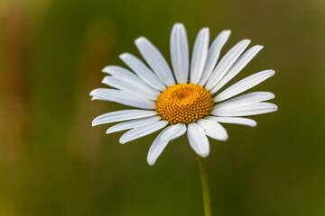 Obraz premium Margherite im Sommer