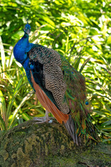 Obraz premium Indian peafowl ,peacock, ,Pavo cristatus,