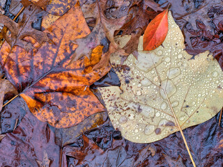 Autumn leaves in forest
